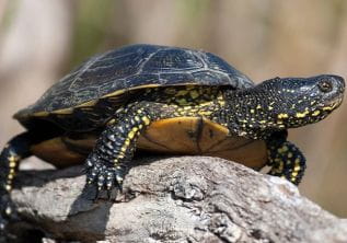 Das Schildkrötendorf in Carnoules