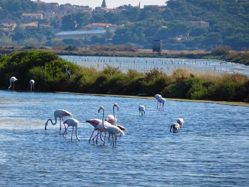 Flamants rose dans les salins - Tourisme Giens